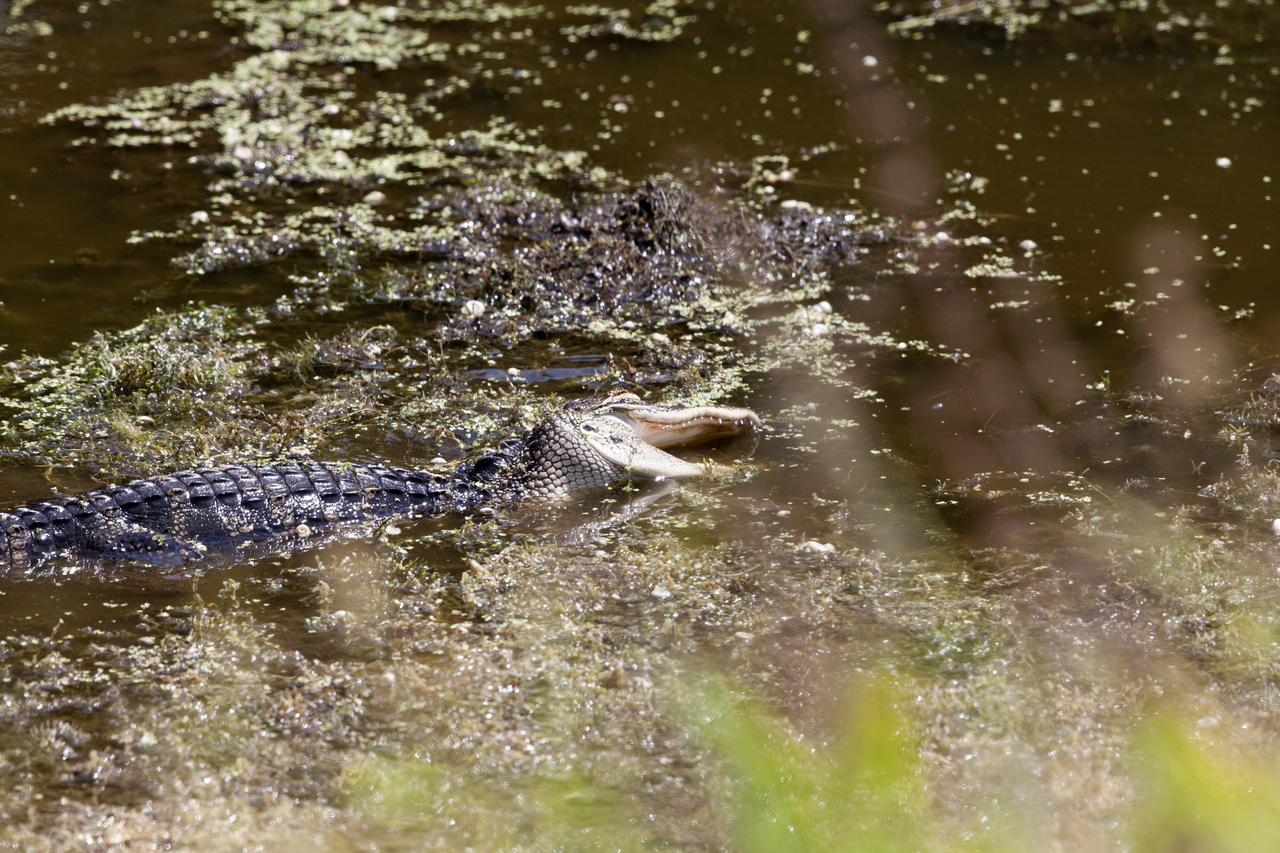An alligator swims in a brackish waterway at NASA's Kennedy Space Center in Florida. The center shares a border with the Merritt Island National Wildlife Refuge. More than 330 native and migratory bird species, 25 mammals, 117 fishes and 65 amphibians and reptiles call Kennedy and the wildlife refuge home. 