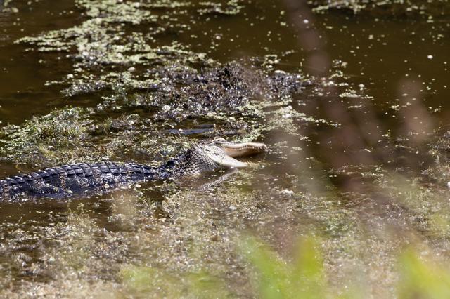 NASA image: Wildlife Photography - Alligators