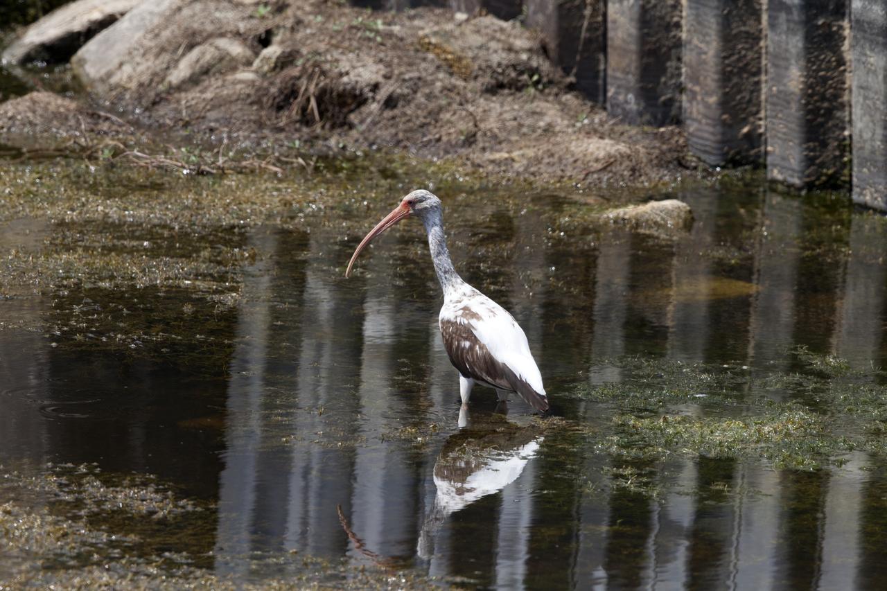 A juvenile white ibis stands in a waterway at NASA's Kennedy Space Center in Florida. The center shares a border with the Merritt Island National Wildlife Refuge. More than 330 native and migratory bird species, 25 mammals, 117 fishes and 65 amphibians and reptiles call Kennedy and the wildlife refuge home. 
