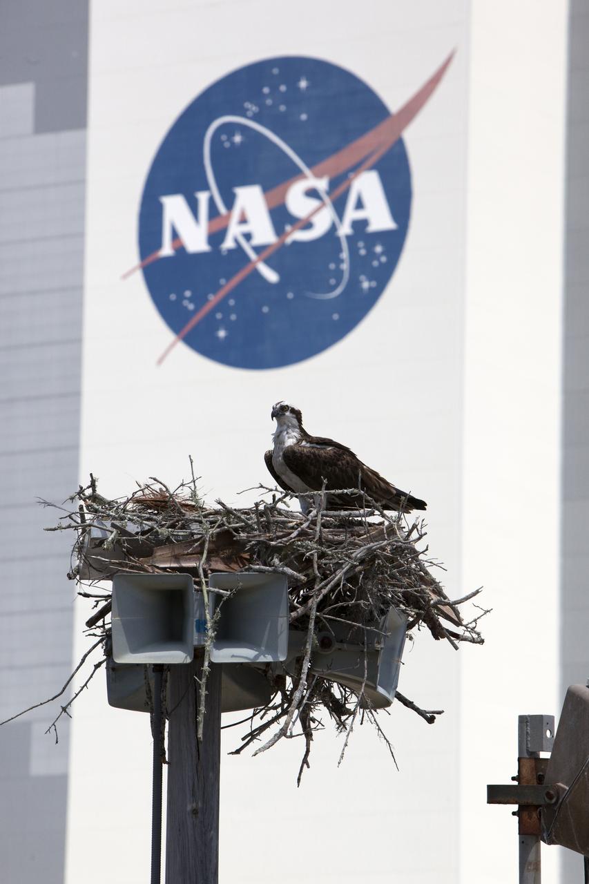 An osprey sits in its nest atop a wooden speaker pole at NASA's Kennedy Space Center in Florida. In the background is the NASA insignia on the exterior of the iconic Vehicle Assemble Building. The center shares a border with the Merritt Island National Wildlife Refuge. More than 330 native and migratory bird species, 25 mammals, 117 fishes and 65 amphibians and reptiles call Kennedy and the wildlife refuge home. 