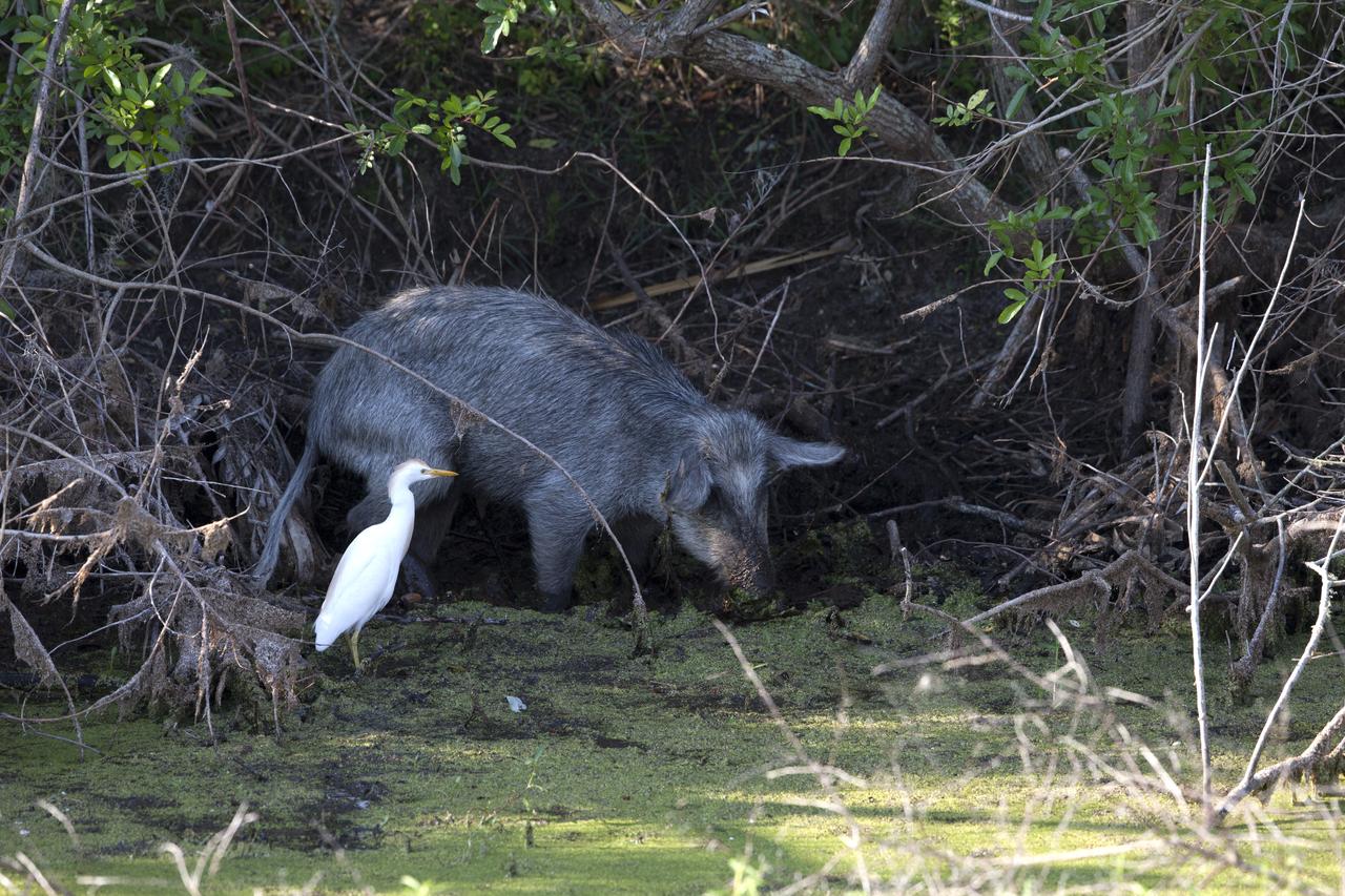 A wild pig finds food in the underbrush at NASA's Kennedy Space Center in Florida. The center shares a border with the Merritt Island National Wildlife Refuge. More than 330 native and migratory bird species, 25 mammals, 117 fishes and 65 amphibians and reptiles call Kennedy and the wildlife refuge home. 