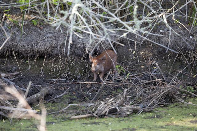 NASA image: Wildlife Photography - Wild Pigs