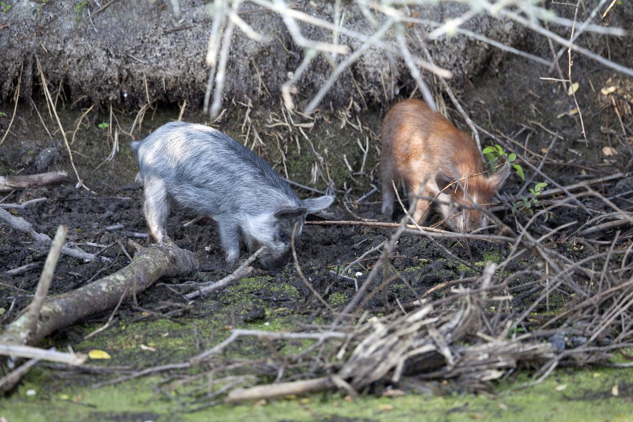Two baby pigs dig in the underbrush at NASA's Kennedy Space Center in Florida. The center shares a border with the Merritt Island National Wildlife Refuge. More than 330 native and migratory bird species, 25 mammals, 117 fishes and 65 amphibians and reptiles call Kennedy and the wildlife refuge home. 
