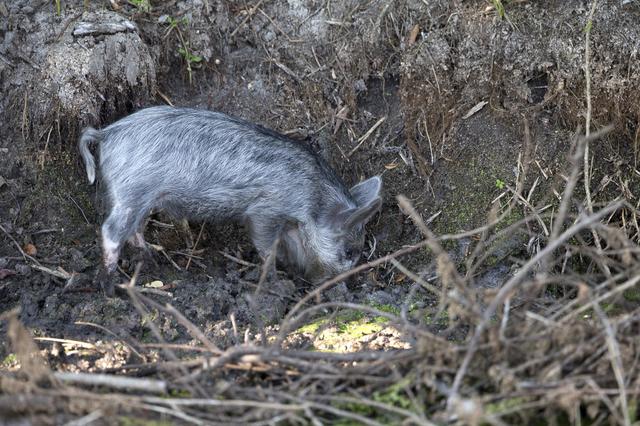 NASA image: Wildlife Photography - Wild Pigs