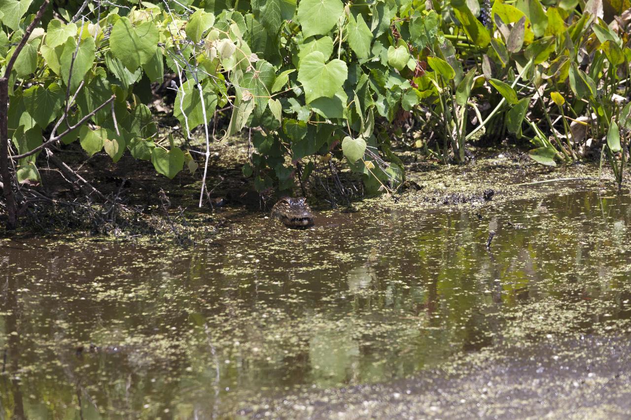 An alligator lurks in a brackish waterway at NASA's Kennedy Space Center in Florida. The center shares a border with the Merritt Island National Wildlife Refuge. More than 330 native and migratory bird species, 25 mammals, 117 fishes and 65 amphibians and reptiles call Kennedy and the wildlife refuge home. 