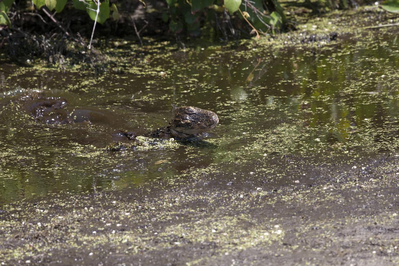 An alligator lurks in a brackish waterway at NASA's Kennedy Space Center in Florida. The center shares a border with the Merritt Island National Wildlife Refuge. More than 330 native and migratory bird species, 25 mammals, 117 fishes and 65 amphibians and reptiles call Kennedy and the wildlife refuge home. 