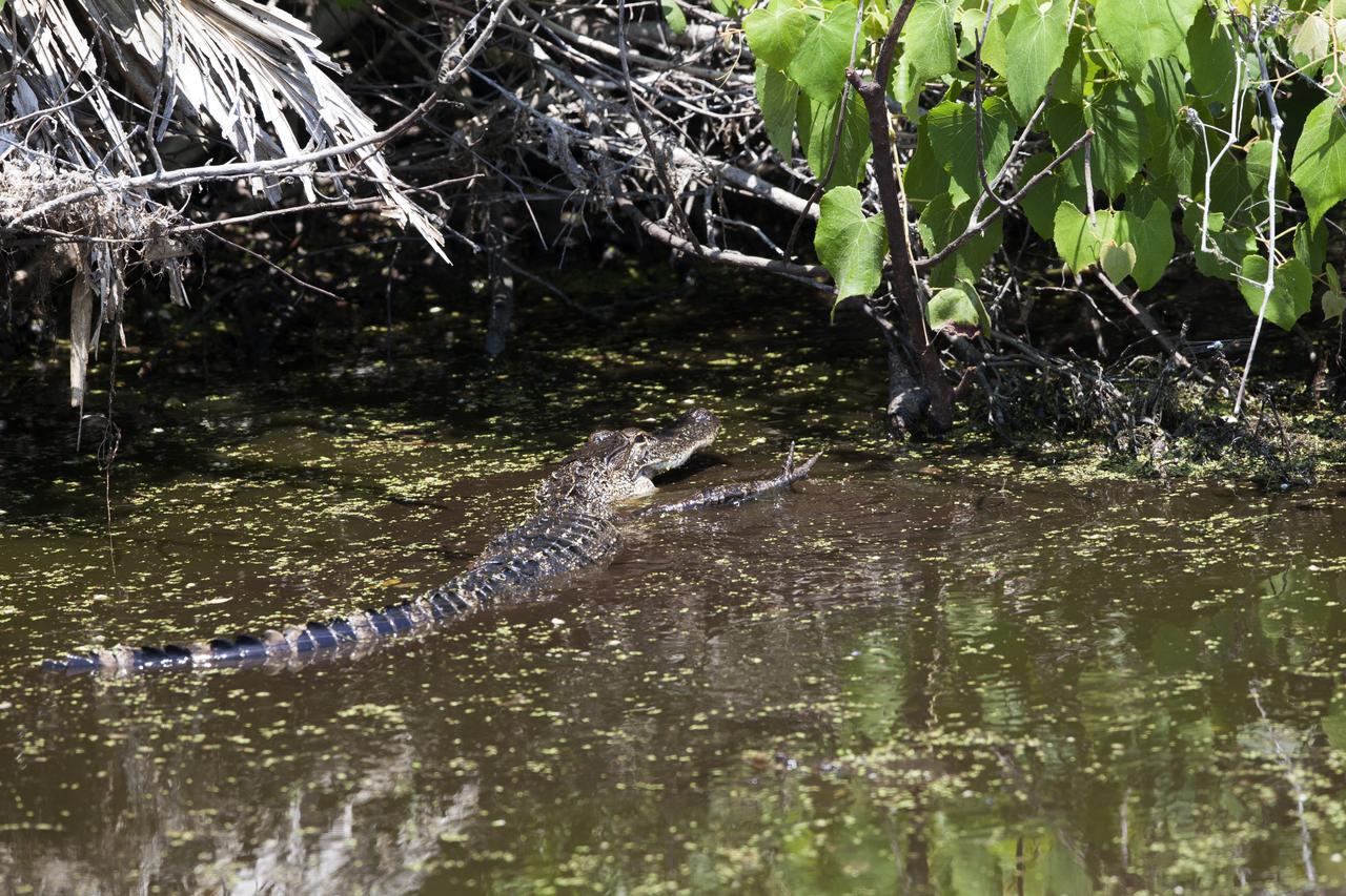 An alligator moves through a brackish waterway at NASA's Kennedy Space Center in Florida. The center shares a border with the Merritt Island National Wildlife Refuge. More than 330 native and migratory bird species, 25 mammals, 117 fishes and 65 amphibians and reptiles call Kennedy and the wildlife refuge home. 