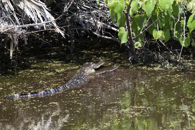 NASA image: Wildlife Photography - Alligators
