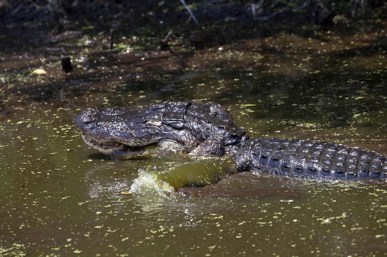 An alligator moves through a brackish waterway at NASA's Kennedy Space Center in Florida. The center shares a border with the Merritt Island National Wildlife Refuge. More than 330 native and migratory bird species, 25 mammals, 117 fishes and 65 amphibians and reptiles call Kennedy and the wildlife refuge home. 