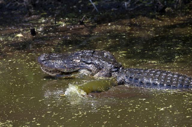 NASA image: Wildlife Photography - Alligators