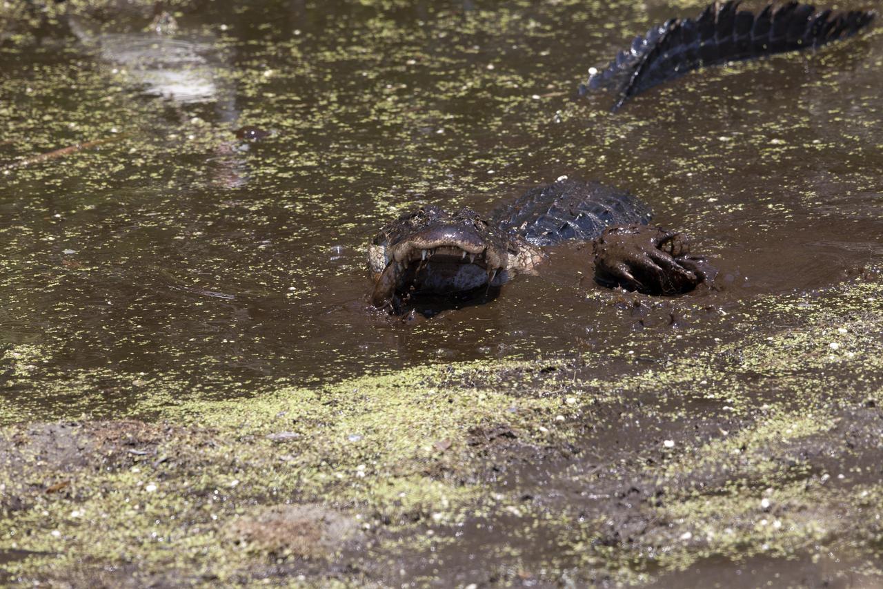 An alligator moves through a brackish waterway at NASA's Kennedy Space Center in Florida. The center shares a border with the Merritt Island National Wildlife Refuge. More than 330 native and migratory bird species, 25 mammals, 117 fishes and 65 amphibians and reptiles call Kennedy and the wildlife refuge home. 