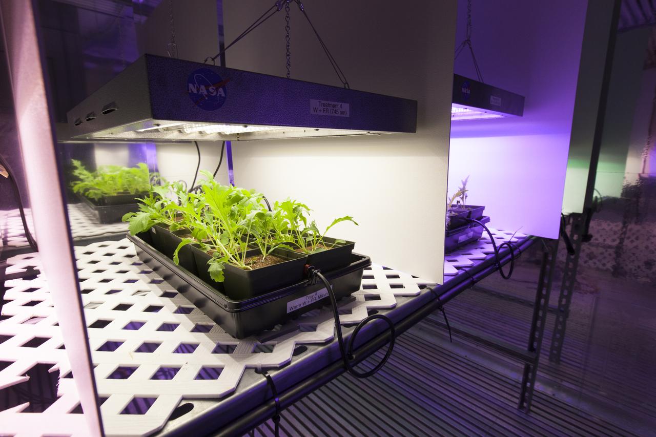 In the Space Life Sciences Laboratory at NASA's Kennedy Space Center in Florida, student interns are joining agency scientists, contributing in the area of plant growth research for food production in space. The agency attracts its future workforce through the NASA Internship, Fellowships and Scholarships, or NIFS, Program.