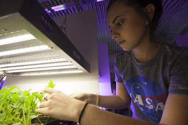 NASA image: Training the Future - Interns Harvesting & Testing Plant Experim