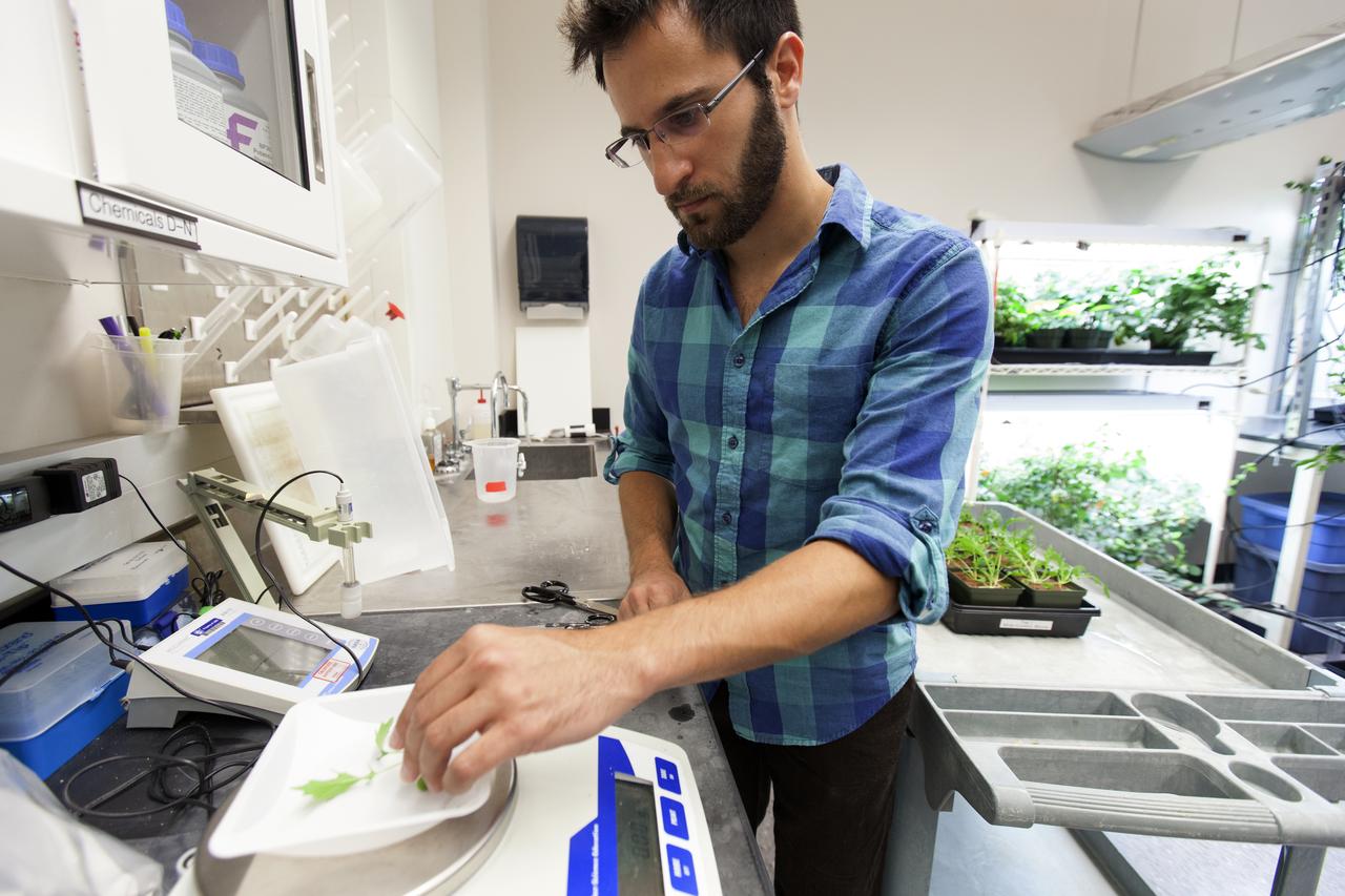In the Space Life Sciences Laboratory at NASA's Kennedy Space Center in Florida, student interns such as Alex Litvin are joining agency scientists, contributing in the area of plant growth research for food production in space. Litvin is pursuing doctorate in horticulture at Iowa State University. The agency attracts its future workforce through the NASA Internship, Fellowships and Scholarships, or NIFS, Program.