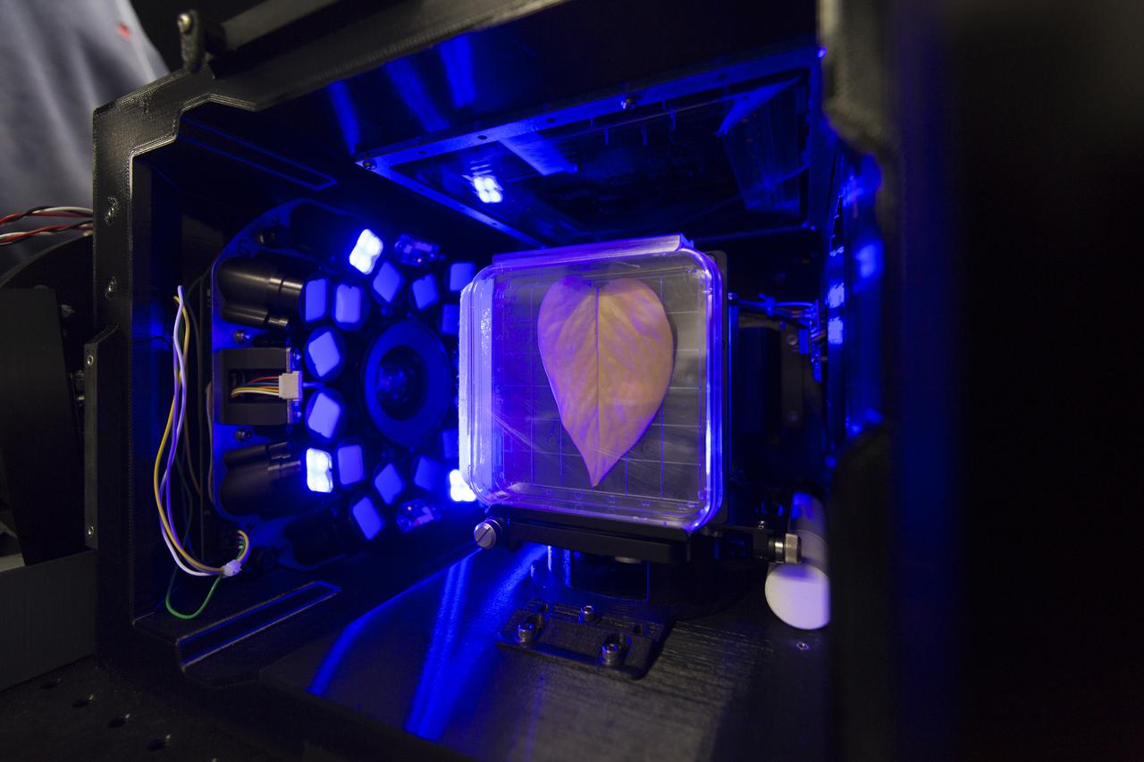 Inside the Spectrum prototype unit, organisms in a Petri plate are exposed to blue excitation lighting. The device works by exposing organisms to different colors of fluorescent light while a camera records what's happening with time-lapse photography. Results from the Spectrum project will shed light on which living things are best suited for long-duration flights into deep space.