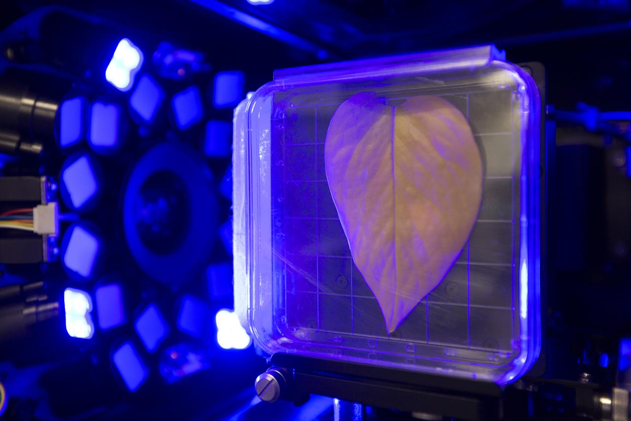 Inside the Spectrum prototype unit, organisms in a Petri plate are exposed to blue excitation lighting. The device works by exposing organisms to different colors of fluorescent light while a camera records what's happening with time-lapse photography. Results from the Spectrum project will shed light on which living things are best suited for long-duration flights into deep space.