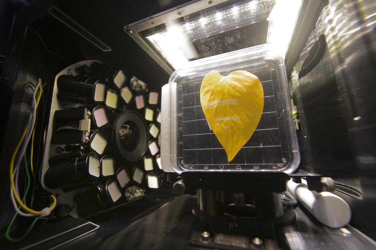 Inside the Spectrum prototype unit, organisms in a Petri plate are exposed to different colors of lighting. The device works by exposing organisms to different colors of fluorescent light while a camera records what's happening with time-lapse photography. Results from the Spectrum project will shed light on which living things are best suited for long-duration flights into deep space.