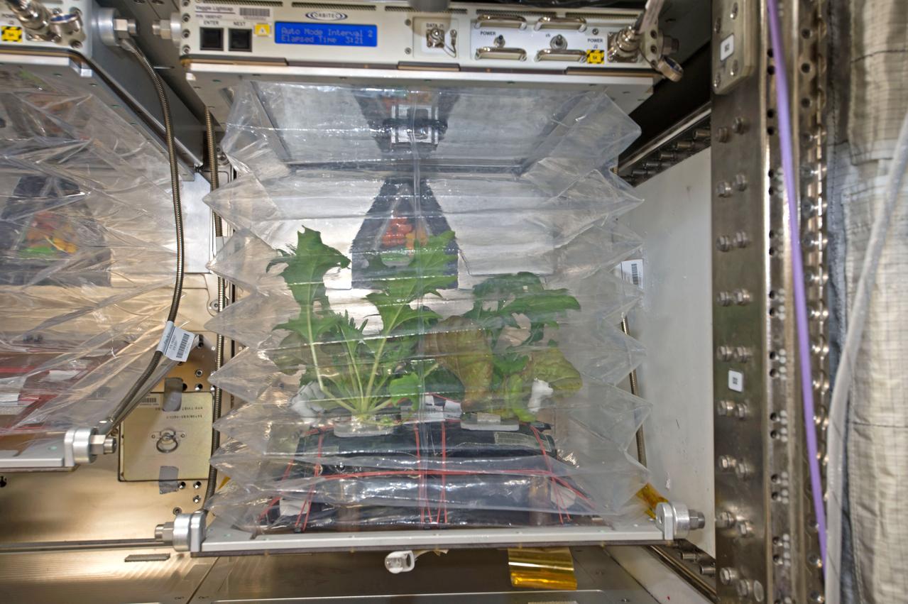 Veg-03D Experiment Onboard the International Space Station. First time three different plant varieties are being grown simultaneously in the Veggie chamber -- Mizuna mustard, Waldmann's green lettuce and Outredgeous Red Romaine lettuce.