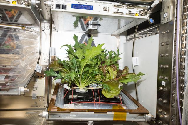 NASA image: Veggie Harvest