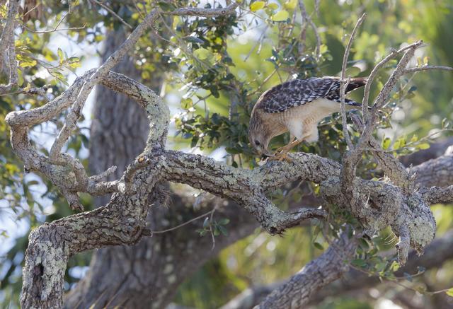 NASA image: Wildlife Photography - Hawks