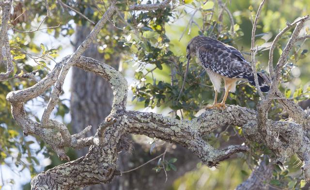 NASA image: Wildlife Photography - Hawks