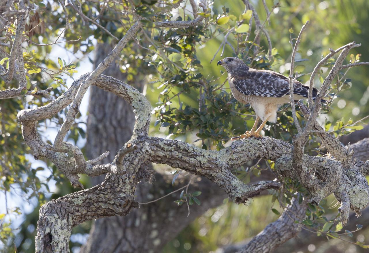 A red-shouldered hawk sits on a tree branch while snacking on a snake at NASA’s Kennedy Space Center in Florida. Kennedy shares a boundary with the Merritt Island National Wildlife Refuge. The Refuge encompasses 140,000 acres that are a habitat for more than 331 species of birds, 31 mammals, 117 fishes, and 65 amphibians and reptiles. The marshes and open water of the refuge provide wintering areas for 23 species of migratory waterfowl, as well as a year-round home for great blue herons, great egrets, wood storks, cormorants, brown pelicans and other species of marsh and shore birds, as well as a variety of insects. 