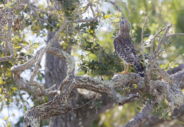 NASA image: Wildlife Photography - Hawks