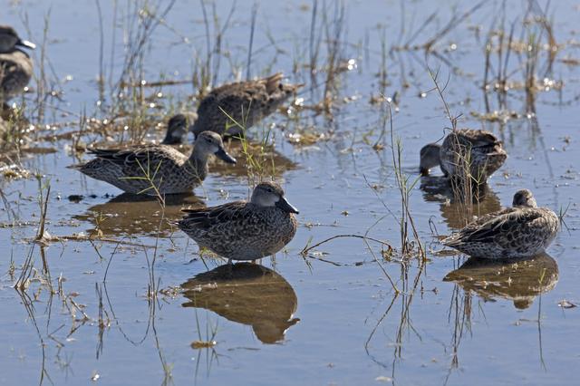 NASA image: Wildlife Photography - Birds