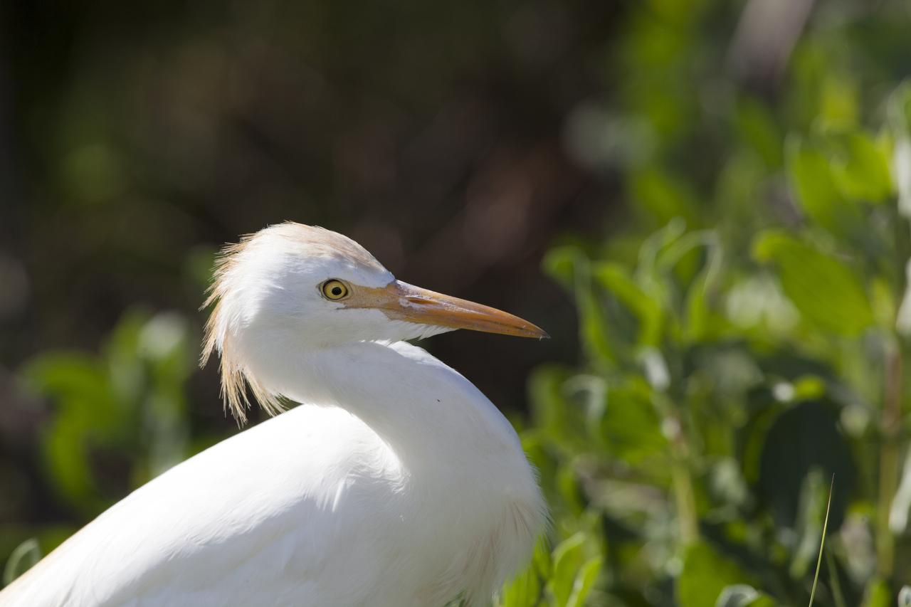 A snowy egret is seen at NASA's Kennedy Space Center in Florida. Kennedy shares a boundary with the Merritt Island National Wildlife Refuge. The refuge encompasses 140,000 acres that are a habitat for more than 331 species of birds, 31 mammals, 117 fish, and 65 amphibians and reptiles. The marshes and open water of the refuge provide wintering areas for 23 species of migratory waterfowl, as well as a year-round home for great blue herons, great egrets, wood storks, cormorants, brown pelicans and other species of marsh and shore birds.