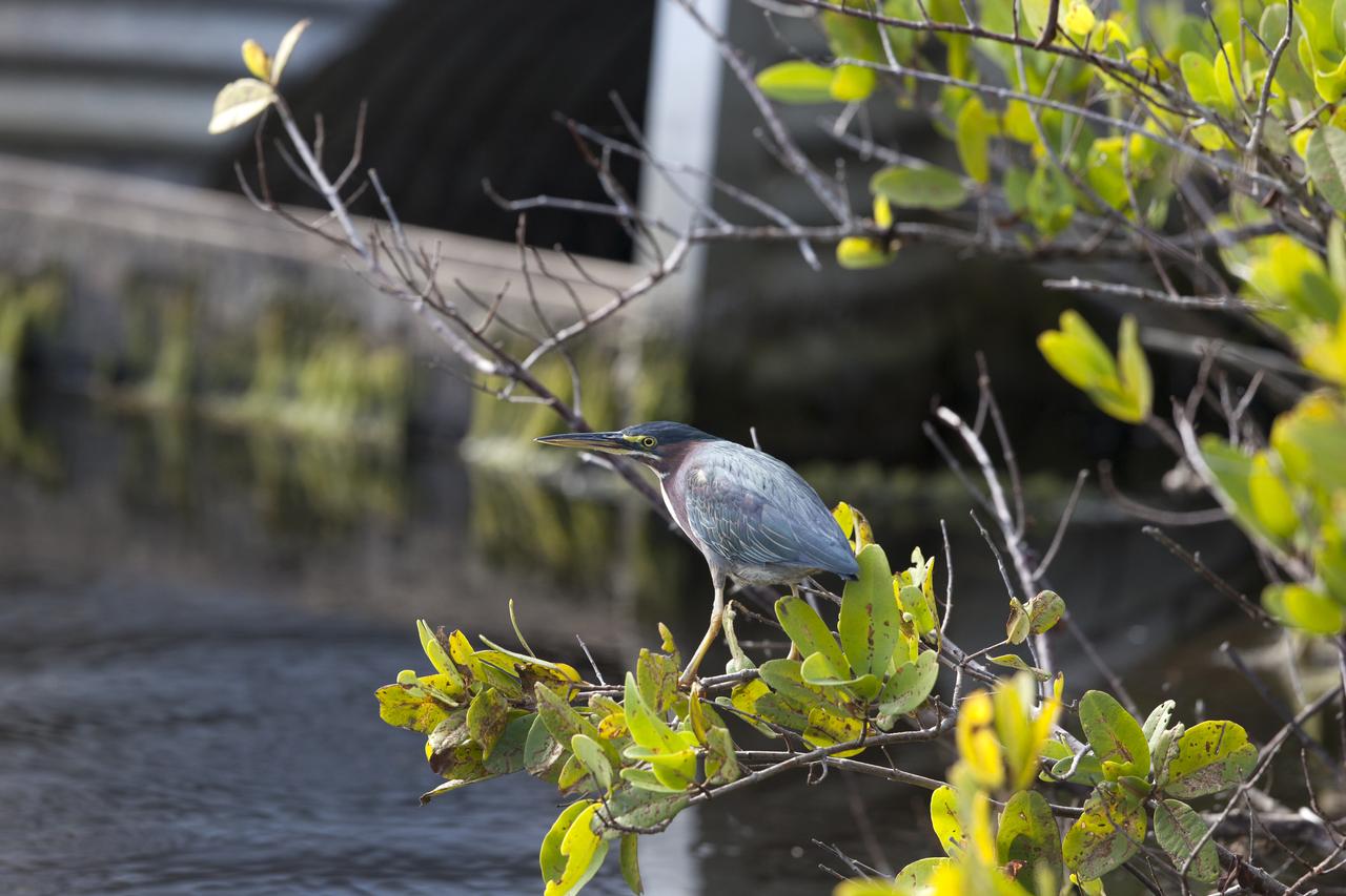 A little green heron is perched in a tree at NASA's Kennedy Space Center in Florida. Kennedy shares a boundary with the Merritt Island National Wildlife Refuge. The refuge encompasses 140,000 acres that are a habitat for more than 331 species of birds, 31 mammals, 117 fish, and 65 amphibians and reptiles. The marshes and open water of the refuge provide wintering areas for 23 species of migratory waterfowl, as well as a year-round home for great blue herons, great egrets, wood storks, cormorants, brown pelicans and other species of marsh and shore birds.