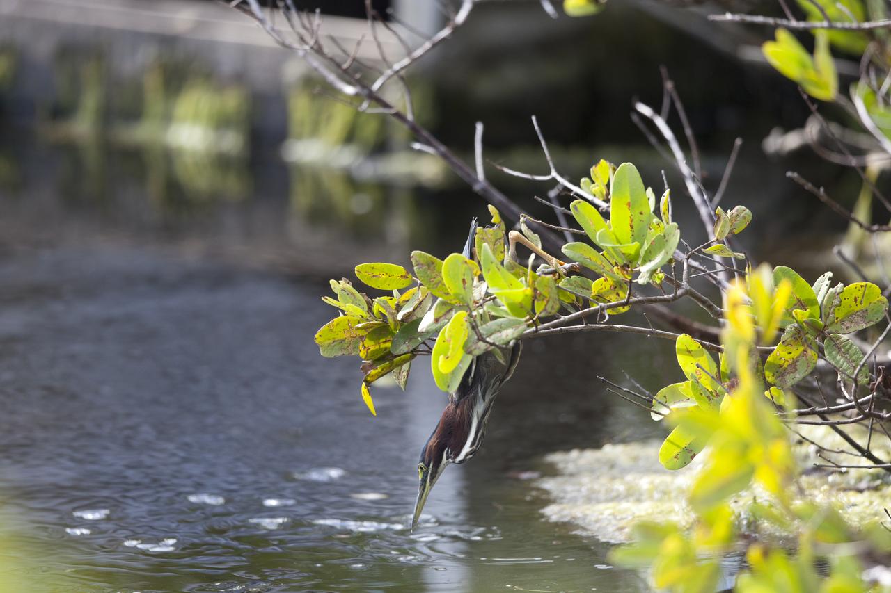A little green heron is perched in a tree at NASA's Kennedy Space Center in Florida. Kennedy shares a boundary with the Merritt Island National Wildlife Refuge. The refuge encompasses 140,000 acres that are a habitat for more than 331 species of birds, 31 mammals, 117 fish, and 65 amphibians and reptiles. The marshes and open water of the refuge provide wintering areas for 23 species of migratory waterfowl, as well as a year-round home for great blue herons, great egrets, wood storks, cormorants, brown pelicans and other species of marsh and shore birds.
