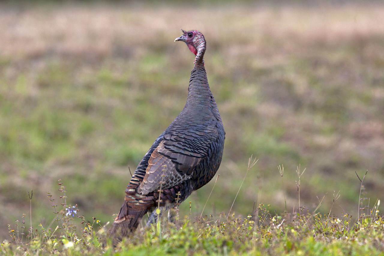 A wild turkey is seen at NASA's Kennedy Space Center in Florida. Kennedy shares a boundary with the Merritt Island National Wildlife Refuge. The refuge encompasses 140,000 acres that are a habitat for more than 331 species of birds, 31 mammals, 117 fish, and 65 amphibians and reptiles. The marshes and open water of the refuge provide wintering areas for 23 species of migratory waterfowl, as well as a year-round home for great blue herons, great egrets, wood storks, cormorants, brown pelicans and other species of marsh and shore birds.