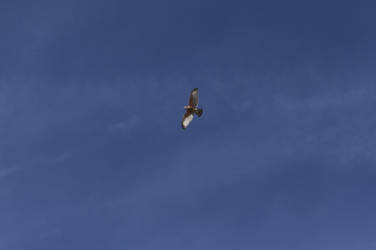 A Red-shouldered hawk soars in clear skies above NASA's Kennedy Space Center in Florida. The center shares a border with the 140,000-acre Merritt Island National Wildlife Refuge. More than 330 native and migratory bird species, 25 mammals, 117 fishes and 65 amphibians and reptiles call Kennedy and the wildlife refuge home. 