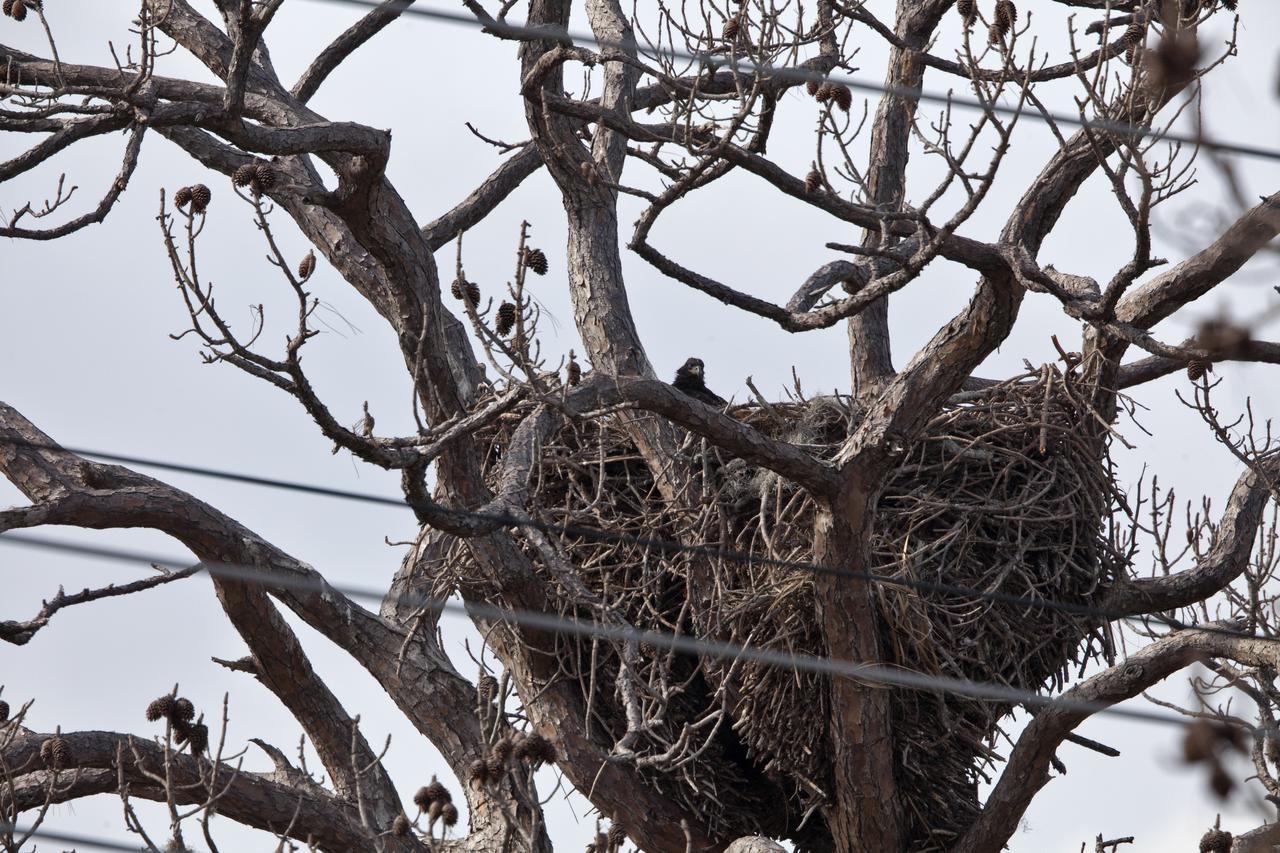 A baby eagle perches in a nest in a tree along State Road 3 at NASA's Kennedy Space Center in Florida. The center shares a border with the 140,000-acre Merritt Island National Wildlife Refuge. More than 330 native and migratory bird species, 25 mammals, 117 fishes and 65 amphibians and reptiles call Kennedy and the wildlife refuge home.