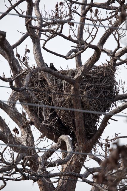 NASA image: Creative Photography - Baby Eagles