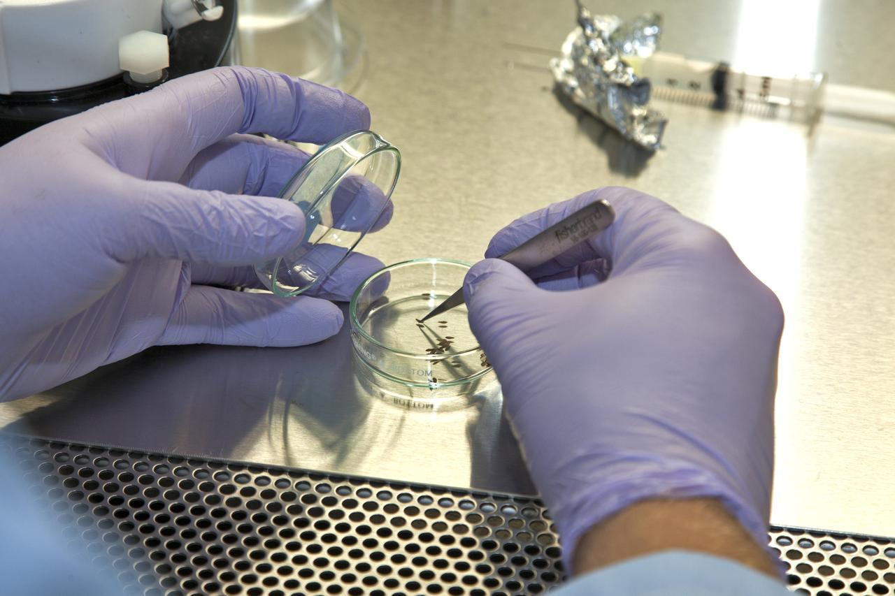 Seeds are being planted in Veggie Passive Orbital Nutrient Delivery System (PONDS) units inside a laboratory at the Space Station Processing Facility at NASA’s Kennedy Space Center in Florida. Veggie PONDS is a direct follow-on to the Veg-01 and Veg-03 hardware and plant growth validation tests. The primary goal of this newly developed plant growing system, Veggie PONDS, is to demonstrate uniform plant growth. PONDS units have features that are designed to mitigate microgravity effects on water distribution, increase oxygen exchange and provide sufficient room for root zone growth. PONDS is planned for use during Veg-04 and Veg-05 on the International Space Station after the Veggie PONDS Validation flights on SpaceX-14 and OA-9.