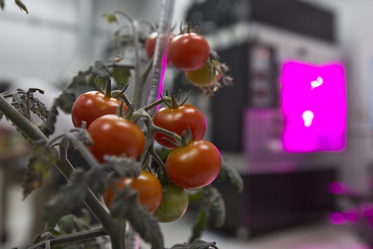 Tomato plants are growing inside a laboratory at the Space Station Processing Facility at NASA’s Kennedy Space Center in Florida. The plant growth is being tested in the Veggie Passive Orbital Nutrient Delivery System (PONDS). Veggie PONDS is a direct follow-on to the Veg-01 and Veg-03 hardware and plant growth validation tests. The primary goal of this newly developed plant growing system, Veggie PONDS, is to demonstrate uniform plant growth. PONDS units have features that are designed to mitigate microgravity effects on water distribution, increase oxygen exchange and provide sufficient room for root zone growth. PONDS is planned for use during Veg-04 and Veg-05 on the International Space Station after the Veggie PONDS Validation flights on SpaceX-14 and OA-9. 