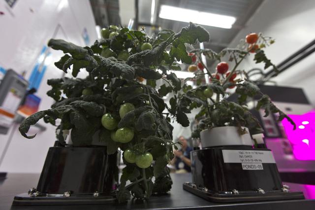 NASA image: PONDS Watering System for Veggie