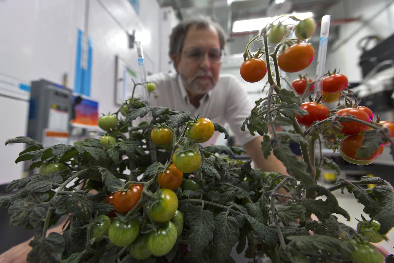 Howard Levine, Ph.D., a research scientist at NASA's Kennedy Space Center in Florida, reviews the growth of several tomato plants in a laboratory in the Space Station Processing Facility. The tomato plants are growing in the Veggie Passive Orbital Nutrient Delivery System (PONDS). Veggie PONDS is a direct follow-on to the Veg-01 and Veg-03 hardware and plant growth validation tests. The primary goal of this newly developed plant growing system, Veggie PONDS, is to demonstrate uniform plant growth. PONDS units have features that are designed to mitigate microgravity effects on water distribution, increase oxygen exchange and provide sufficient room for root zone growth. PONDS is planned for use during Veg-04 and Veg-05 on the International Space Station after the Veggie PONDS Validation flights on SpaceX-14 and OA-9. 
