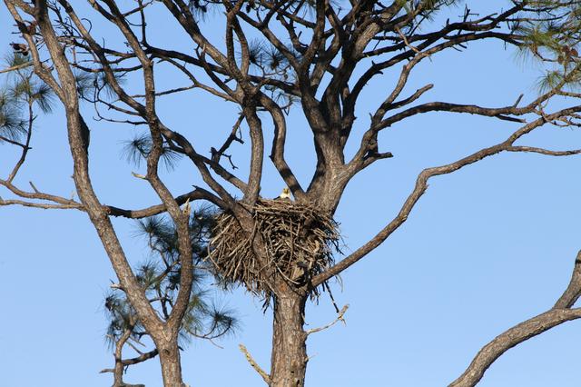 NASA image: Wildlife Photography - Eagles