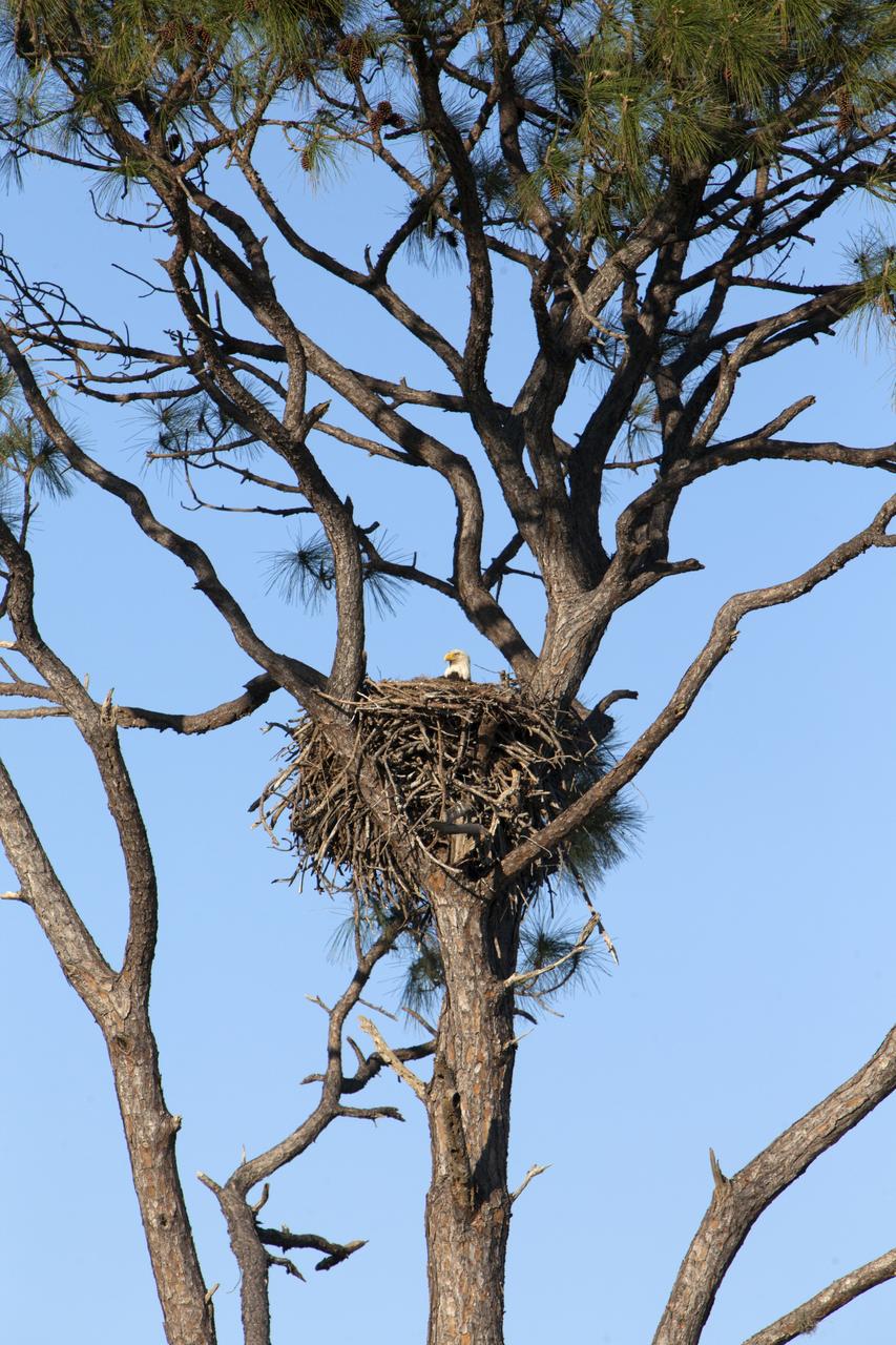 An adult American bald eagle perches in a nest in a tree along State Road 3 at NASA's Kennedy Space Center in Florida. Eagles have built nests in trees at the center for many years. The center shares a border with the 140,000-acre Merritt Island National Wildlife Refuge. More than 330 native and migratory bird species, 25 mammals, 117 fishes and 65 amphibians and reptiles call Kennedy and the wildlife refuge home. 