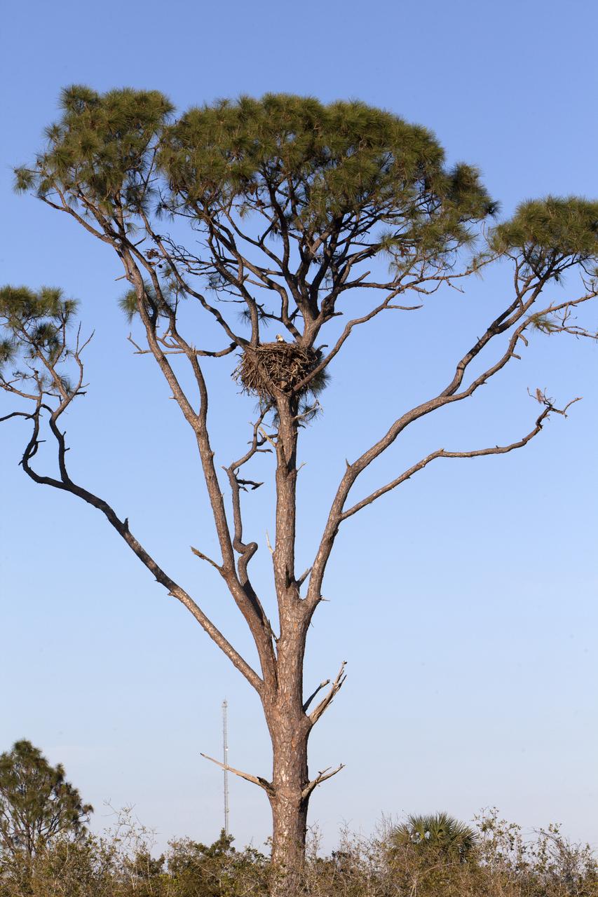 An adult American bald eagle perches in a nest in a tree along State Road 3 at NASA's Kennedy Space Center in Florida. Eagles have built nests in trees at the center for many years. The center shares a border with the 140,000-acre Merritt Island National Wildlife Refuge. More than 330 native and migratory bird species, 25 mammals, 117 fishes and 65 amphibians and reptiles call Kennedy and the wildlife refuge home. 