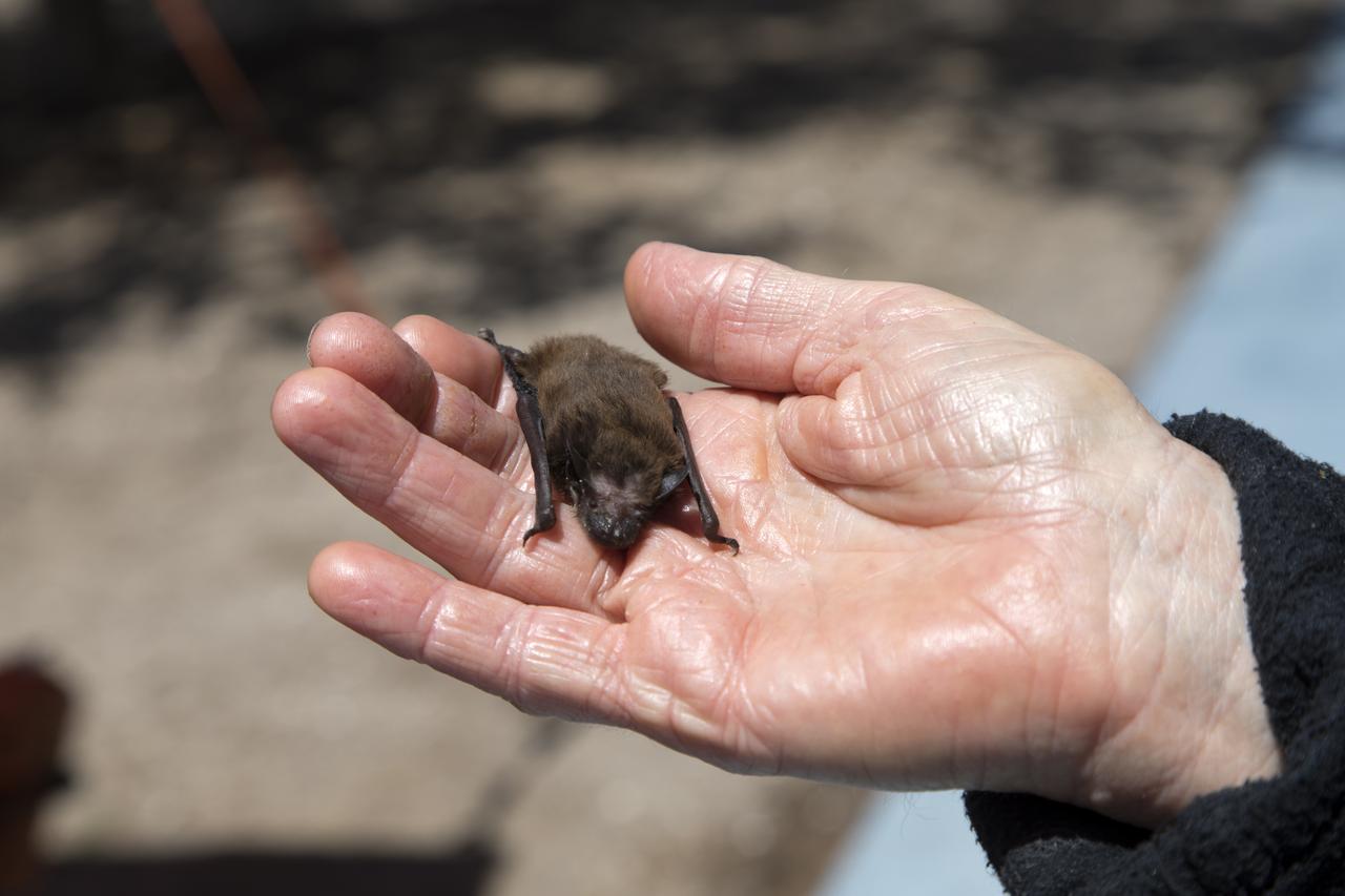 During the annual Earth Day celebration at the Kennedy Space Center Visitor Complex, Shari Blissett-Clark of the Florida Bat Conservancy displays one of the mammals. The event took place during the annual Earth Day celebration at the Kennedy Space Center Visitor Complex, guests have an opportunity to learn more about energy awareness, the environment and sustainability.