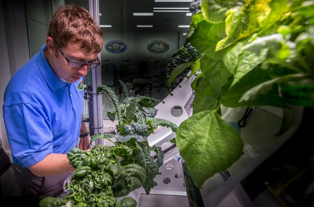 NASA image: Matt Romeyn in Veggie Lab