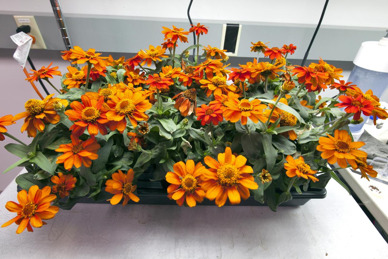 Zinnia seeds grown in the Veggie plant growth system on the International Space Station were planted and are growing in the Veggie Laboratory in the Space Station Processing Facility (SSPF) at NASA's Kennedy Space Center in Florida on Nov. 27, 2018.