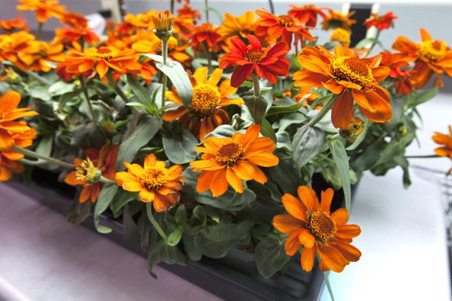 NASA image: Space Zinnias: Growing Seeds from Space