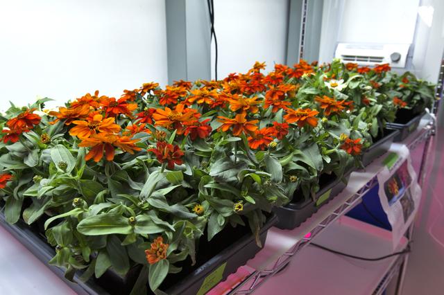 NASA image: Space Zinnias: Growing Seeds from Space