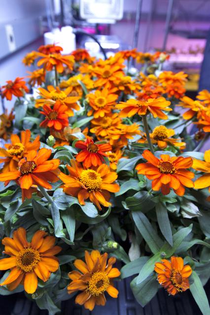 NASA image: Space Zinnias: Growing Seeds from Space