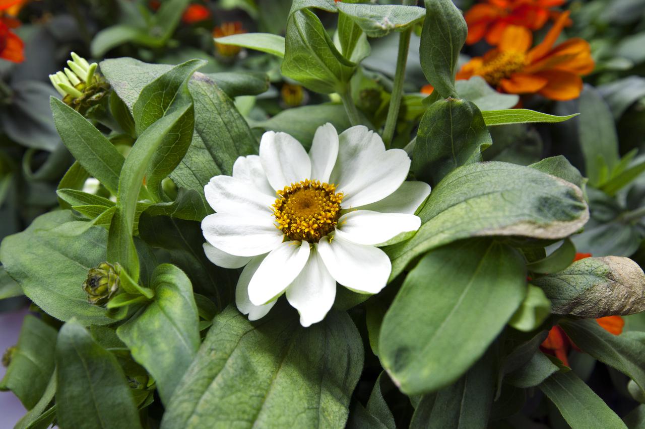 A close-up view of a zinnia flower grown in the Veggie Laboratory in the Space Station Processing Facility (SSPF) at NASA's Kennedy Space Center in Florida, on Nov. 27, 2018. Seeds from zinnias growing on the space station were returned to Earth. Researchers in the SSPF planted the seeds in the Veggie control unit and grew the colorful flowers.