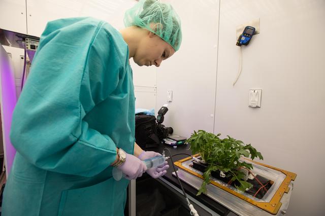 NASA image: Growing Food in Space Veg-04B Harvest